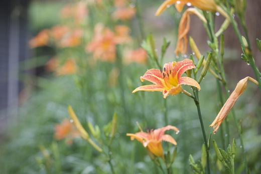 【干货】黄花菜（自然风干） 商品图3