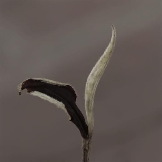 月光白茶散茶 吉顺号高山大树月光白茶 月光美人散茶250g/盒 商品图4