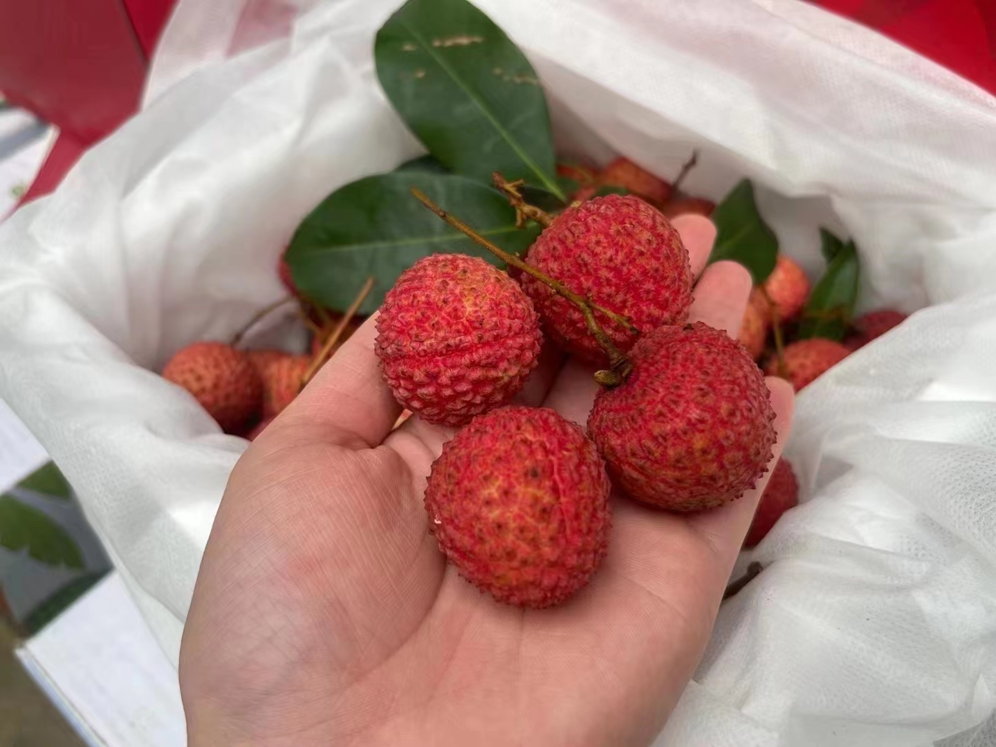 明亮的"胭脂红",细腻的奶白色果肉,柔滑细嫩,甜中夹带着浓蜜感,余味