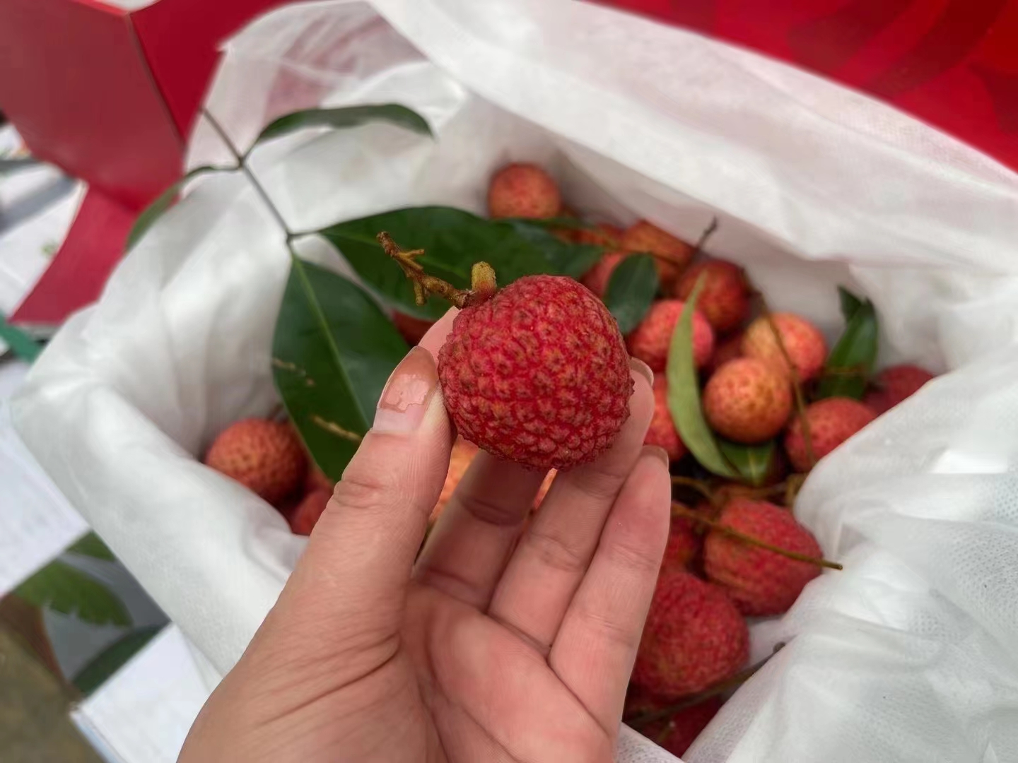 明亮的"胭脂红",细腻的奶白色果肉,柔滑细嫩,甜中夹带着浓蜜感,余味