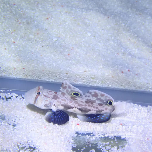 四驱车 商品图4