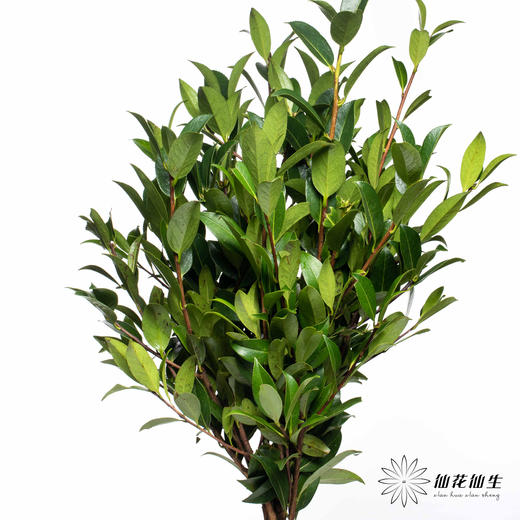 叶材 | 山茶叶 商品图4