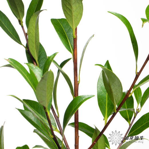 叶材 | 山茶叶 商品图2