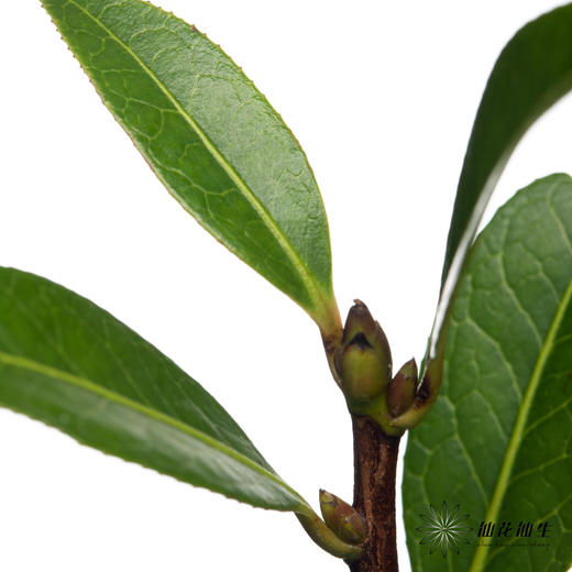 叶材 | 山茶叶 商品图1