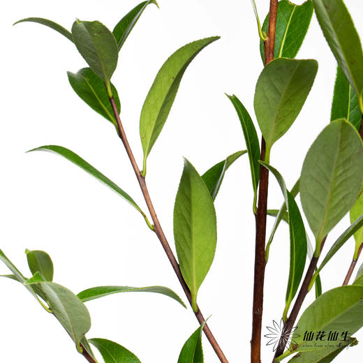 叶材 | 山茶叶 商品图3