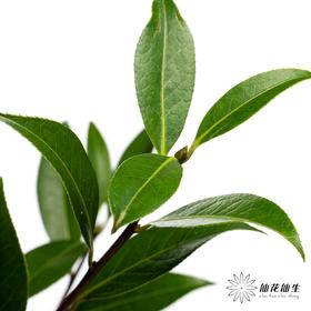 叶材 | 山茶叶