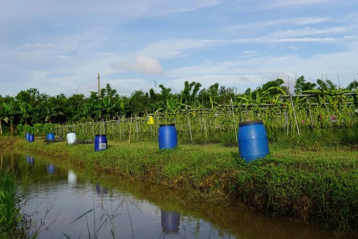地超甜火龙果 | 绿家自产 * super sweet dragon fruit saline-alkali