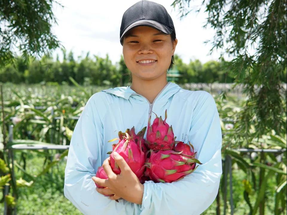 地超甜火龙果 | 绿家自产 * super sweet dragon fruit saline-alkali