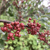 生态花椒 | 果实开口小 麻味后劲大 | 公平贸易*ecology pepper 商品缩略图0