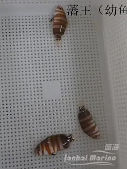 藩王 商品图2