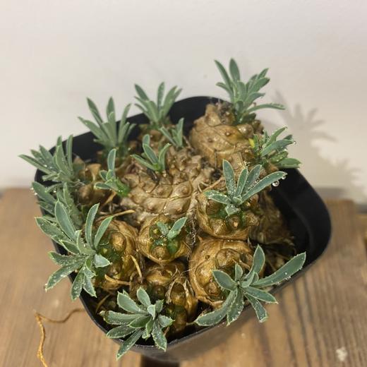 【绿植】多肉-峨眉山块 商品图1