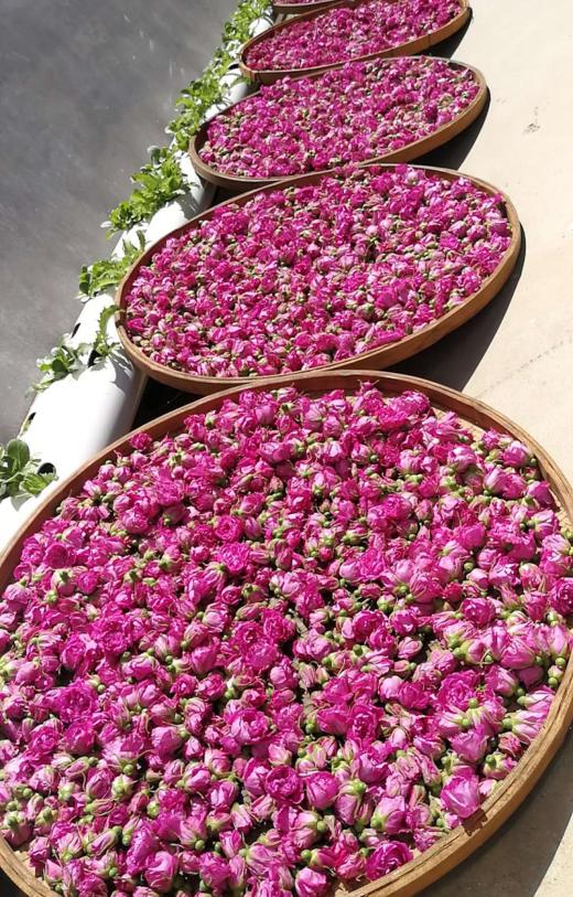 【推荐】酵素玫瑰花茶 、生态种植、人工除草、200多项农残检测 商品图7