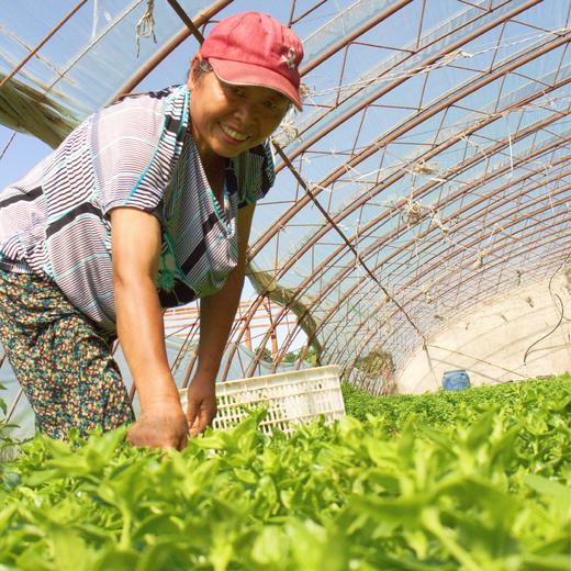 生态穿心莲  | 夏日好品 厨房必备 | 凉拌清炒炖煮 | 石嫣农场 * Ecological Andrographis Paniculata 商品图1