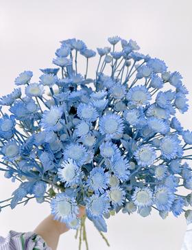 【周四秒杀】瑞蓝小雏菊6枝39.8元