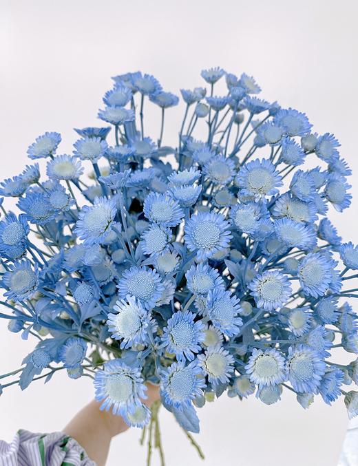 【周四秒杀】瑞蓝小雏菊6枝39.8元 商品图0