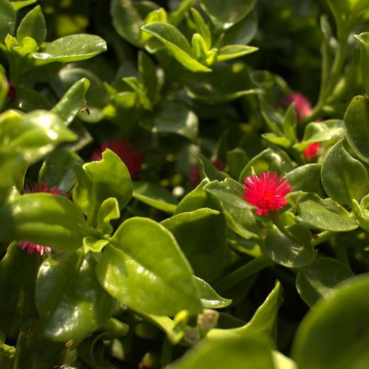 生态穿心莲  | 夏日好品 厨房必备 | 凉拌清炒炖煮 | 石嫣农场 * Ecological Andrographis Paniculata 商品图3