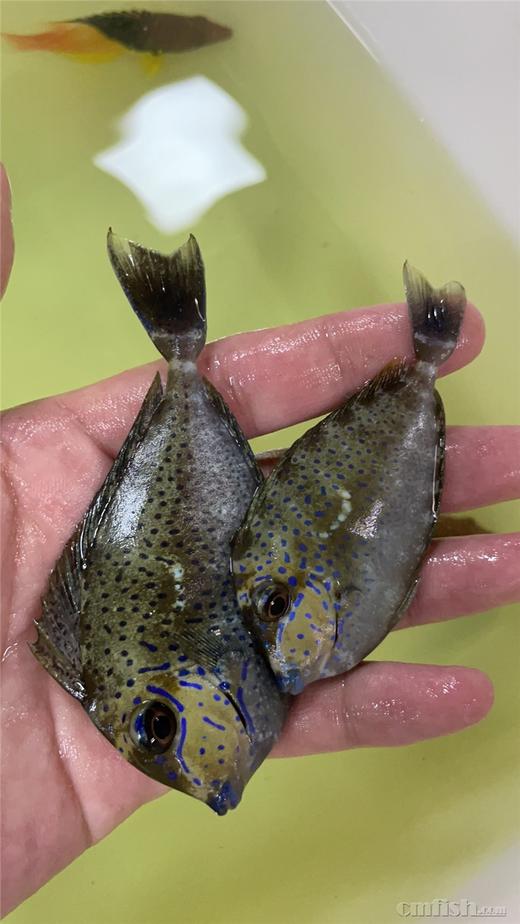 蓝点吊 商品图4