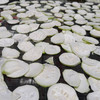 【干货】吊瓜干/瓠瓜干（100g)   炒后吃有甜味儿哦~ 商品缩略图0