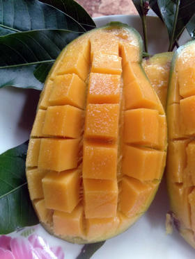 自然农法种植改造第十二年的台农芒果，桂七芒果