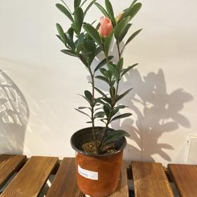 【绿植】茶花