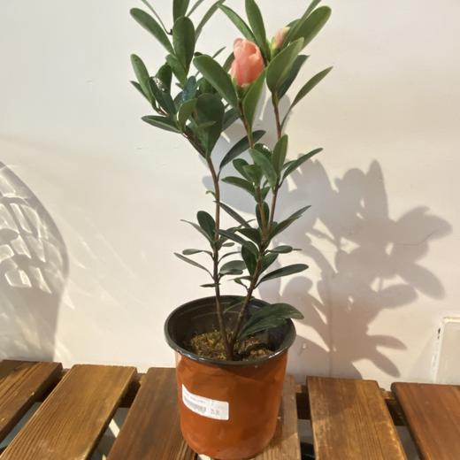 【绿植】茶花 商品图0
