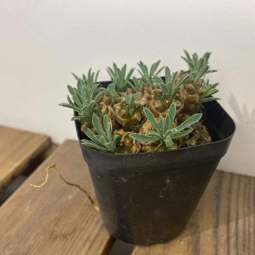 【绿植】多肉-峨眉山块 商品图2