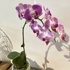 【绿植】蝴蝶兰 商品缩略图2