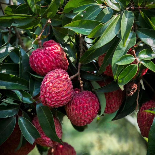 产地直邮-福建老树丁香蜜荔枝王 个大核小 肉嫩 浓香 蜜汁甜 商品图0