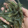 【HFS&2月6日周五送达】生态淡水大河虾  （农户曹燕） 约200g/份 商品缩略图8