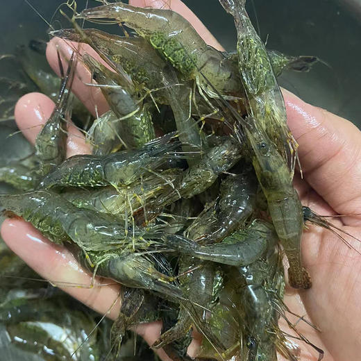 【HFS&2月6日周五送达】生态淡水大河虾  （农户曹燕） 约200g/份 商品图8