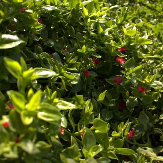 生态穿心莲  | 夏日好品 厨房必备 | 凉拌清炒炖煮 | 石嫣农场 * Ecological Andrographis Paniculata 商品图4