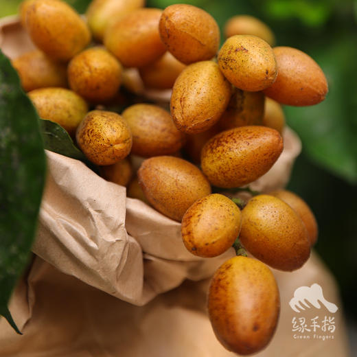 生态黄皮 | 合作生产 *Eco-wampe | Coproduction 商品图2