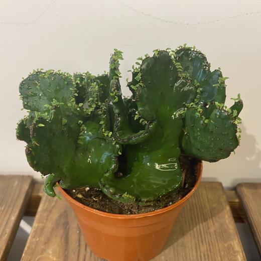 【绿植】多肉-彭珊瑚 商品图1