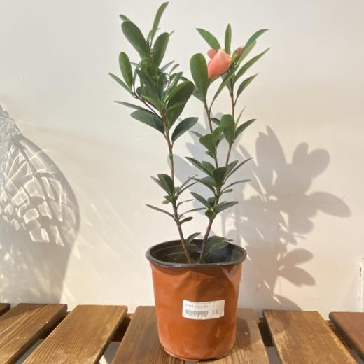 【绿植】茶花 商品图2