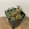 【绿植】多肉-峨眉山块 商品缩略图0