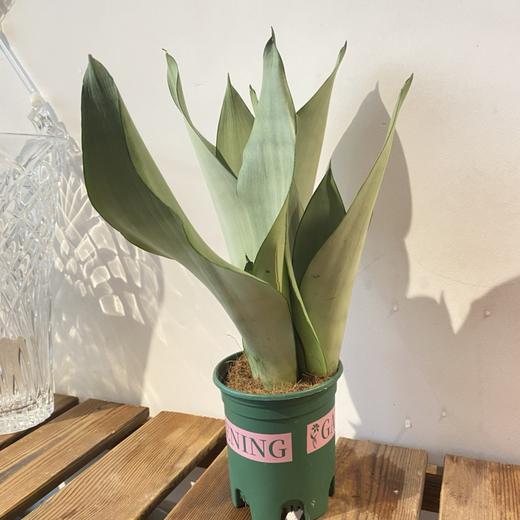 【绿植】白玉虎皮兰 商品图2