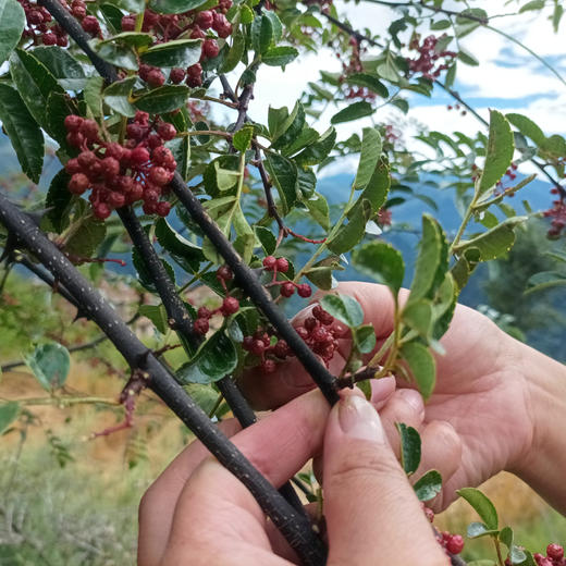 生态花椒 | 果实开口小 麻味后劲大 | 公平贸易*ecology pepper 商品图5