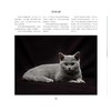 猫 商品缩略图2