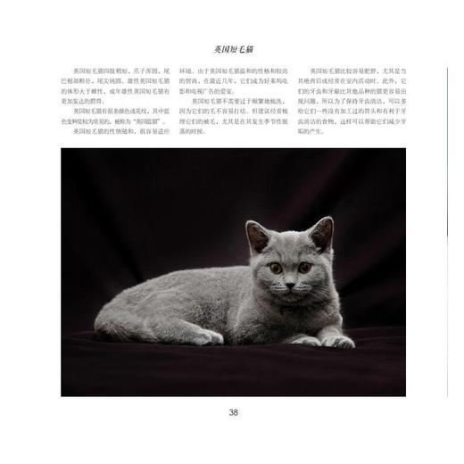 猫 商品图2