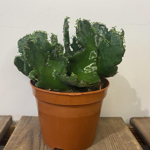 【绿植】多肉-彭珊瑚 商品图0