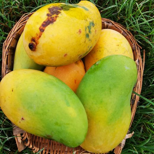 生态椰香芒果 | 合作生产 *Eco-Yexiang mango | Coproduction 商品图2