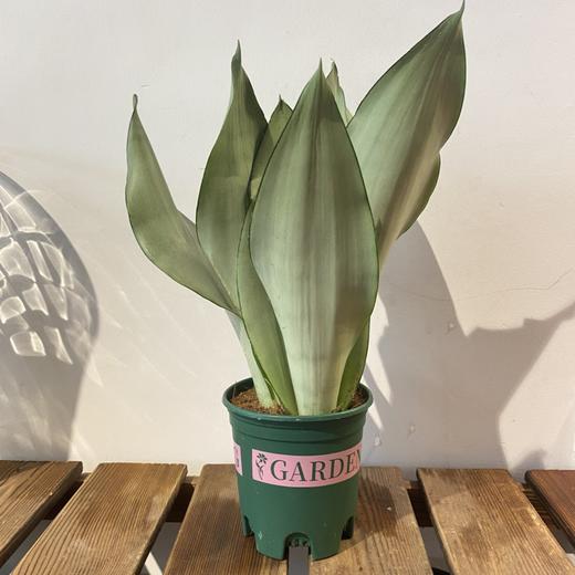 【绿植】白玉虎皮兰 商品图0