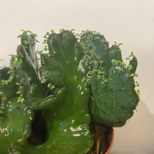 【绿植】多肉-彭珊瑚 商品图2