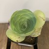 【绿植】多肉-鸡蛋玫瑰 商品缩略图0