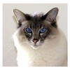猫 商品缩略图3