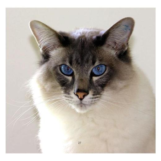 猫 商品图3