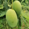 生态椰香芒果 | 合作生产 *Eco-Yexiang mango | Coproduction 商品缩略图4