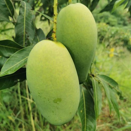 生态椰香芒果 | 合作生产 *Eco-Yexiang mango | Coproduction 商品图4