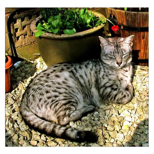 猫 商品图1