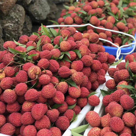 产地直邮-福建老树丁香蜜荔枝王 个大核小 肉嫩 浓香 蜜汁甜 商品图2